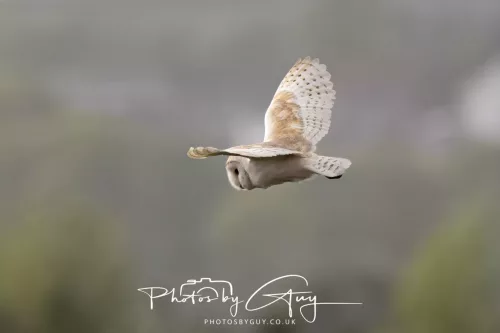 12 May 2026 - West Cumbria - Barn Owl