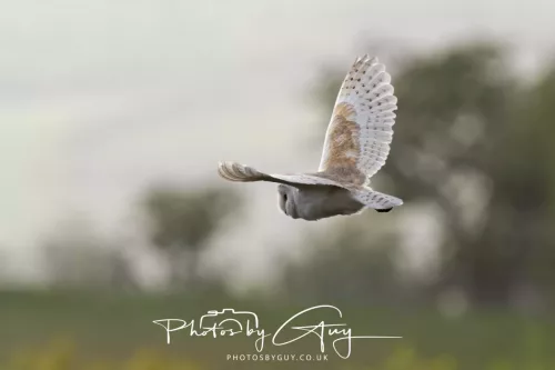 12 May 2026 - West Cumbria - Barn Owl