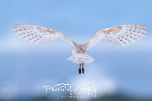 13 May 2026 - West Cumbria - Barn Owl