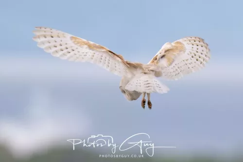 13 May 2026 - West Cumbria - Barn Owl