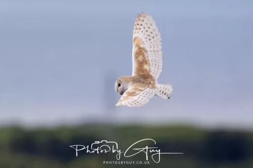 13 May 2026 - West Cumbria - Barn Owl