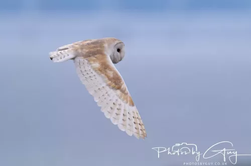 13 May 2026 - West Cumbria - Barn Owl