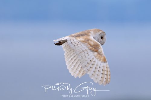 21 May 2026 _ Barn Owl hunting voles in West Cumbria