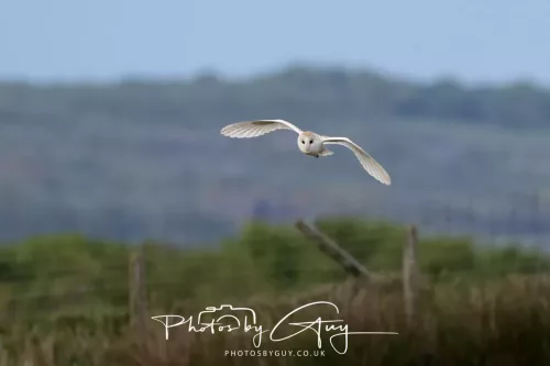 13 May 2026 - West Cumbria - Barn Owl