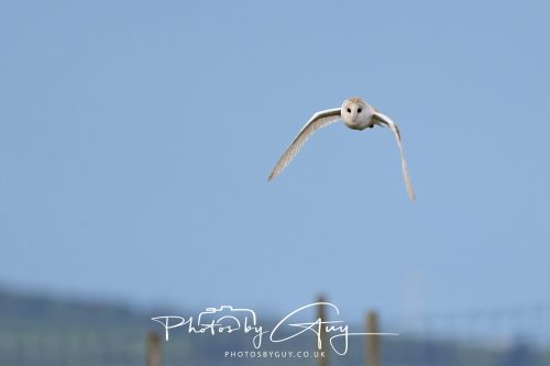 21 May 2026 _ Barn Owl hunting voles in West Cumbria