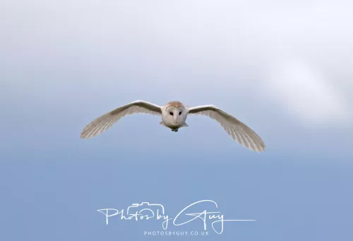 13 May 2026 - West Cumbria - Barn Owl