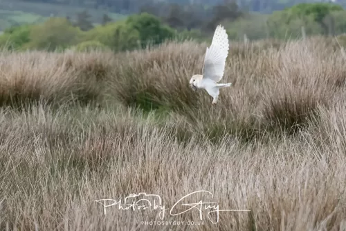 13 May 2026 - West Cumbria - Barn Owl