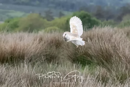 13 May 2026 - West Cumbria - Barn Owl