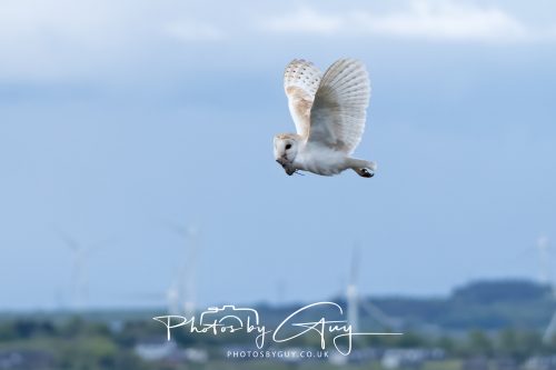 21 May 2026 _ Barn Owl hunting voles in West Cumbria