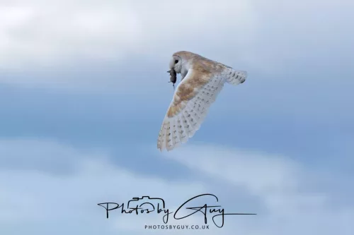 13 May 2026 - West Cumbria - Barn Owl