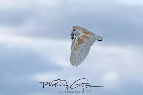 13 May 2026 - West Cumbria - Barn Owl