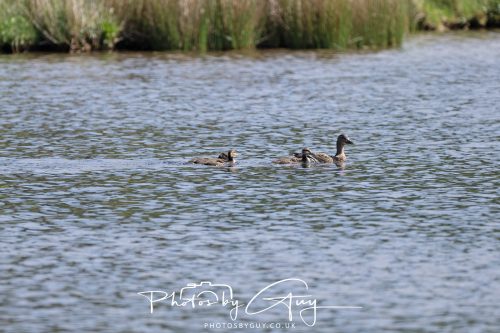 23 May 2026 - Cumbria, The Lake District - Mallards