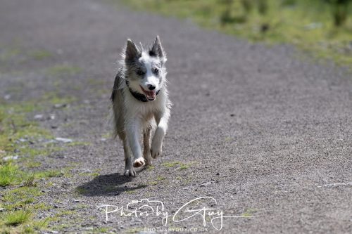 23 May 2026 - Cumbria, The Lake District - Dog