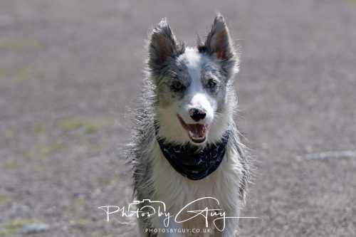 23 May 2026 - Cumbria, The Lake District - Dog !