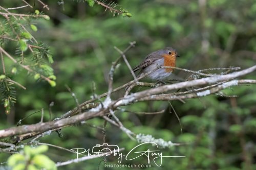 23 May 2026 - Cumbria, The Lake District - Robin