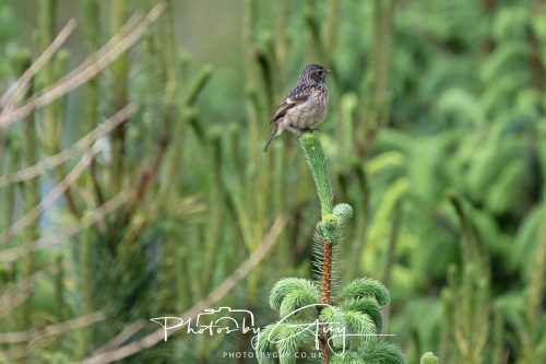 23 May 2026 - Cumbria, The Lake District - Female Stonechat