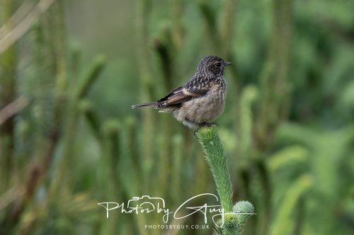 23 May 2026 - Cumbria, The Lake District - Female Stonechat