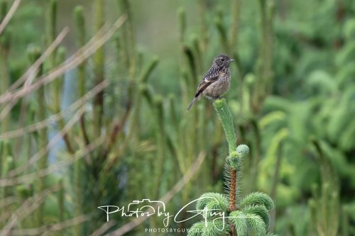 23 May 2026 - Cumbria, The Lake District - Female stonechat