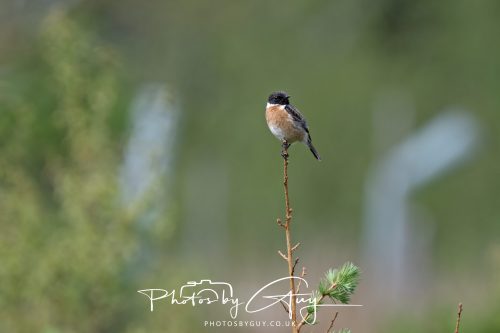 23 May 2026 - Cumbria, The Lake District - Stonechat