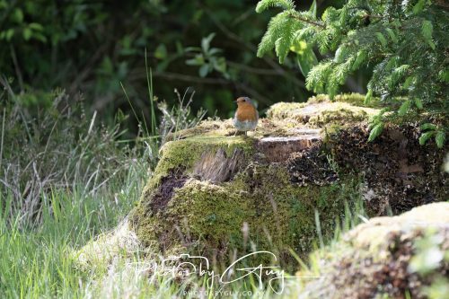 23 May 2026 - Cumbria, The Lake District - Robin