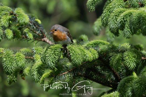 23 May 2026 - Cumbria, The Lake District - Robin
