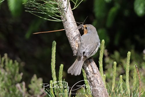 23 May 2026 - Cumbria, The Lake District -Robin