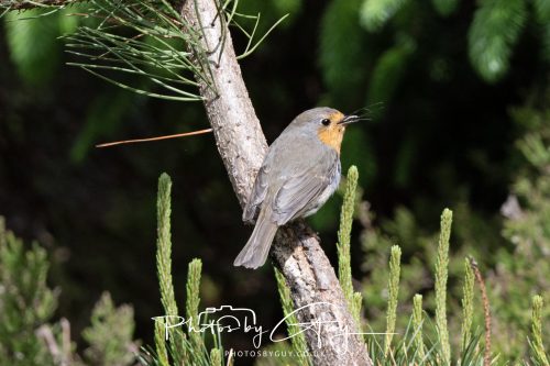 23 May 2026 - Cumbria, The Lake District - Robin