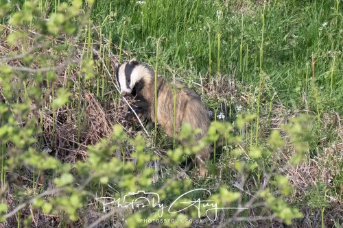 23 May 2026 - Cumbria, The Lake District - Badger at Sunset