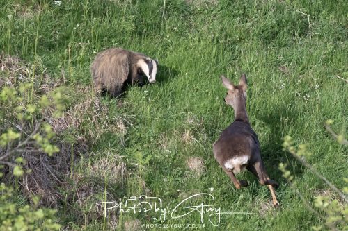 23 May 2026 - Cumbria, The Lake District - Badger at Sunset
