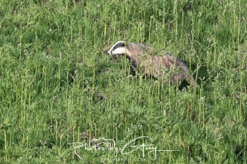 23 May 2026 - Cumbria, The Lake District - Badger at Sunset