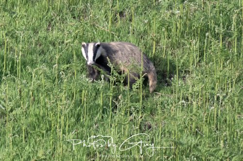 _MA1735023 May 2026 - Cumbria, The Lake District - Badger at Sunset
