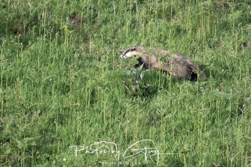23 May 2026 - Cumbria, The Lake District - Badger at Sunset