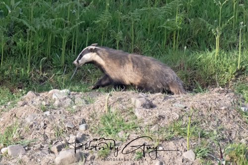 23 May 2026 - Cumbria, The Lake District - Badger at Sunset