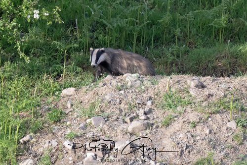 23 May 2026 - Cumbria, The Lake District - Badger at Sunset