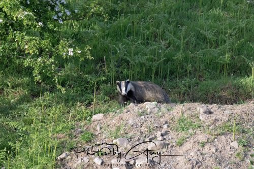 _MA1737223 May 2026 - Cumbria, The Lake District - Badger at Sunset