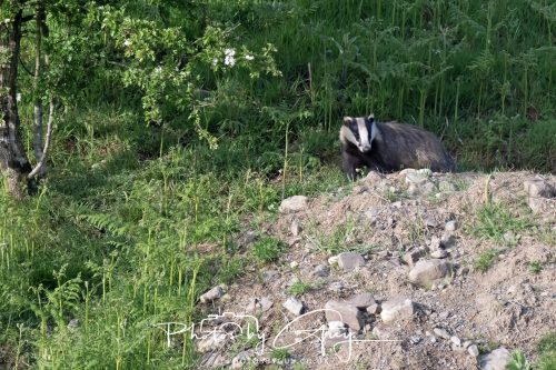 23 May 2026 - Cumbria, The Lake District - Badger at Sunset