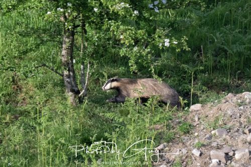 23 May 2026 - Cumbria, The Lake District - Badger at Sunset