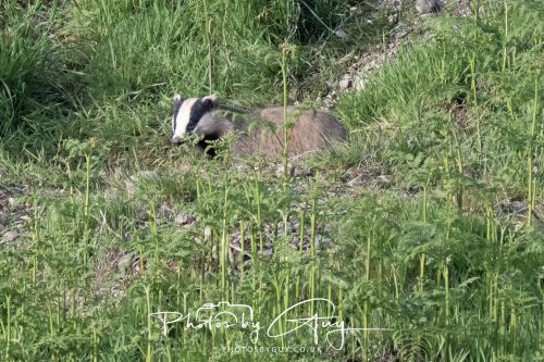 23 May 2026 - Cumbria, The Lake District - Badger at Sunset