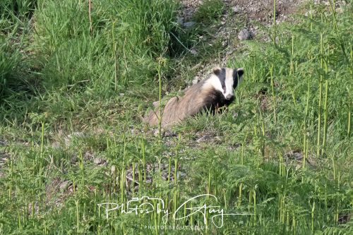 23 May 2026 - Cumbria, The Lake District - Badger at Sunset