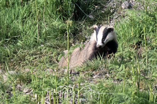 23 May 2026 - Cumbria, The Lake District - Badger at Sunset