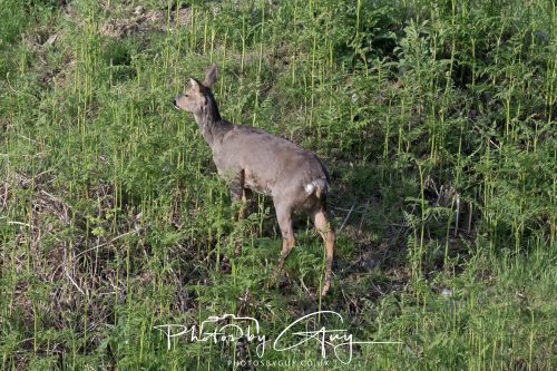 23 May 2026 - Cumbria, The Lake District -Roe Deer at Sunset