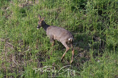 23 May 2026 - Cumbria, The Lake District -Roe Deer at Sunset