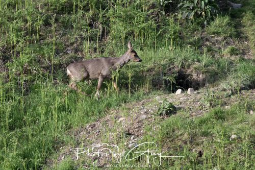 23 May 2026 - Cumbria, The Lake District -Roe Deer at Sunset