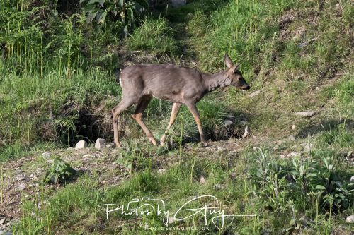 23 May 2026 - Cumbria, The Lake District -Roe Deer at Sunset