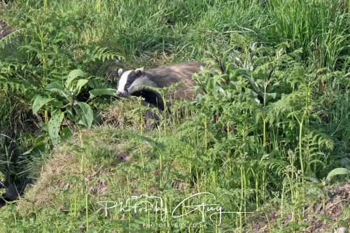 23 May 2026 - Cumbria, The Lake District - Badger at Sunset