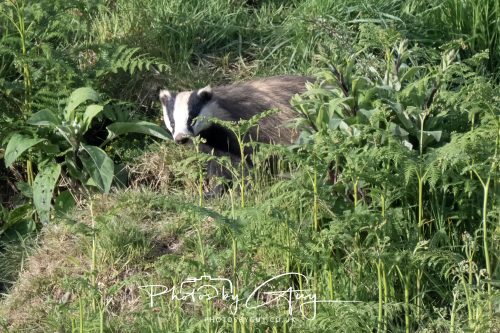 23 May 2026 - Cumbria, The Lake District - Badger at Sunset
