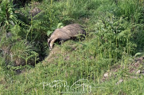 23 May 2026 - Cumbria, The Lake District - Badger at Sunset