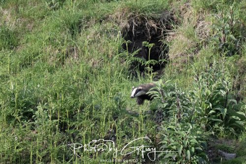 23 May 2026 - Cumbria, The Lake District - Badger at Sunset