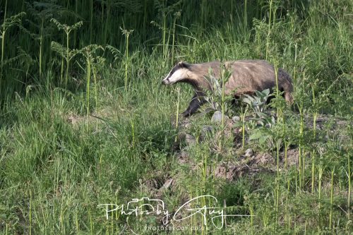 23 May 2026 - Cumbria, The Lake District - Badger at Sunset