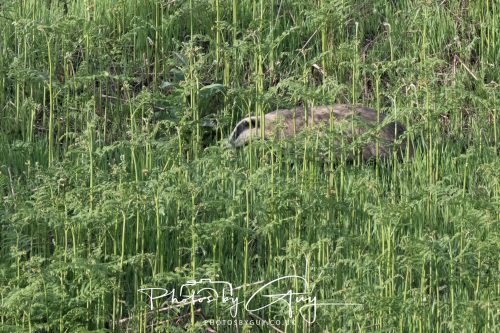 23 May 2026 - Cumbria, The Lake District - Badger at Sunset